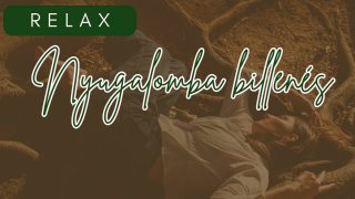 1/ 28  Nyugalomba billenés
